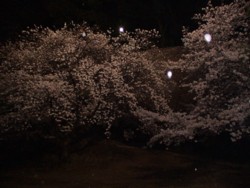 不開門の桜